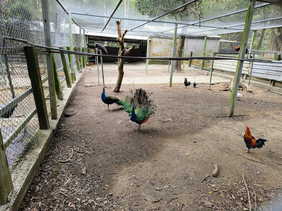 台灣水牛城 - 免費景點|烤肉吃到飽|動物農場|合菜