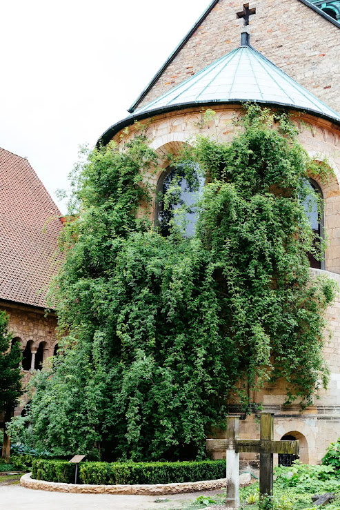 A rosa milenar da Catedral de Hildesheim