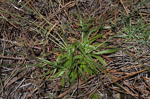 Armeria merinoi