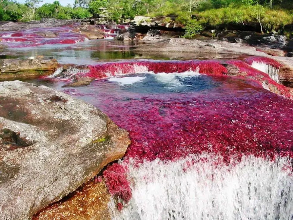 Caño Cristales: O Rio das Cinco Cores da Colômbia