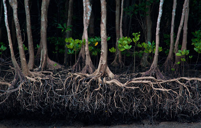 Aerial roots grow above the ground and provide support for the tree