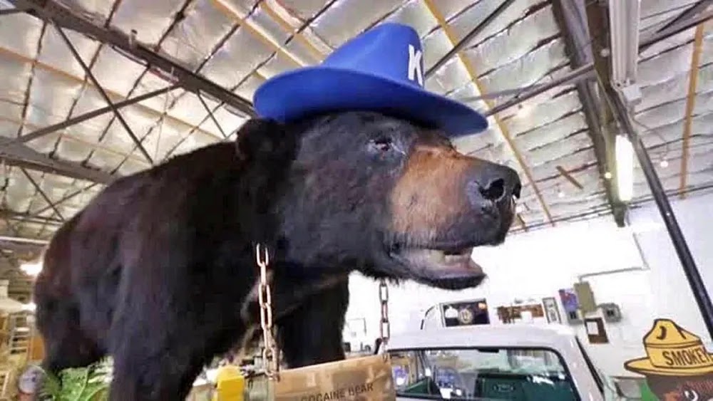 Cocaine Bear: A história real do urso da cocaína