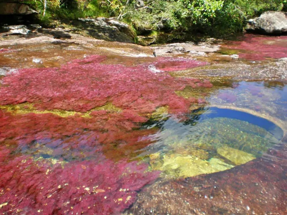 Caño Cristales: O Rio das Cinco Cores da Colômbia