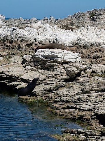 Kaikoura Seal Colony