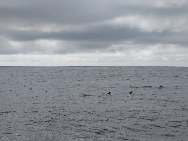 Kaikoura Whale Watch Sawfish