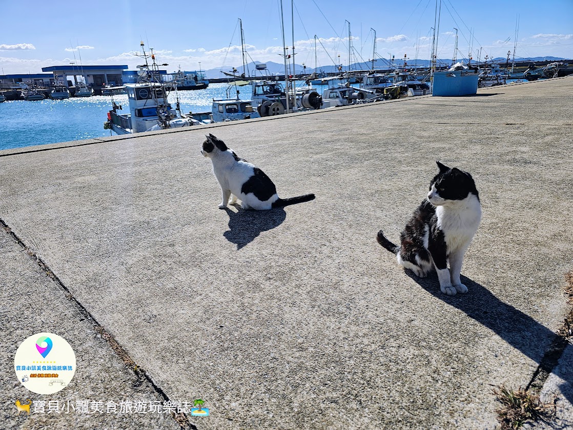 [旅遊]日本 福岡 漫步與可愛貓咪玩耍 北九州市小倉 藍島