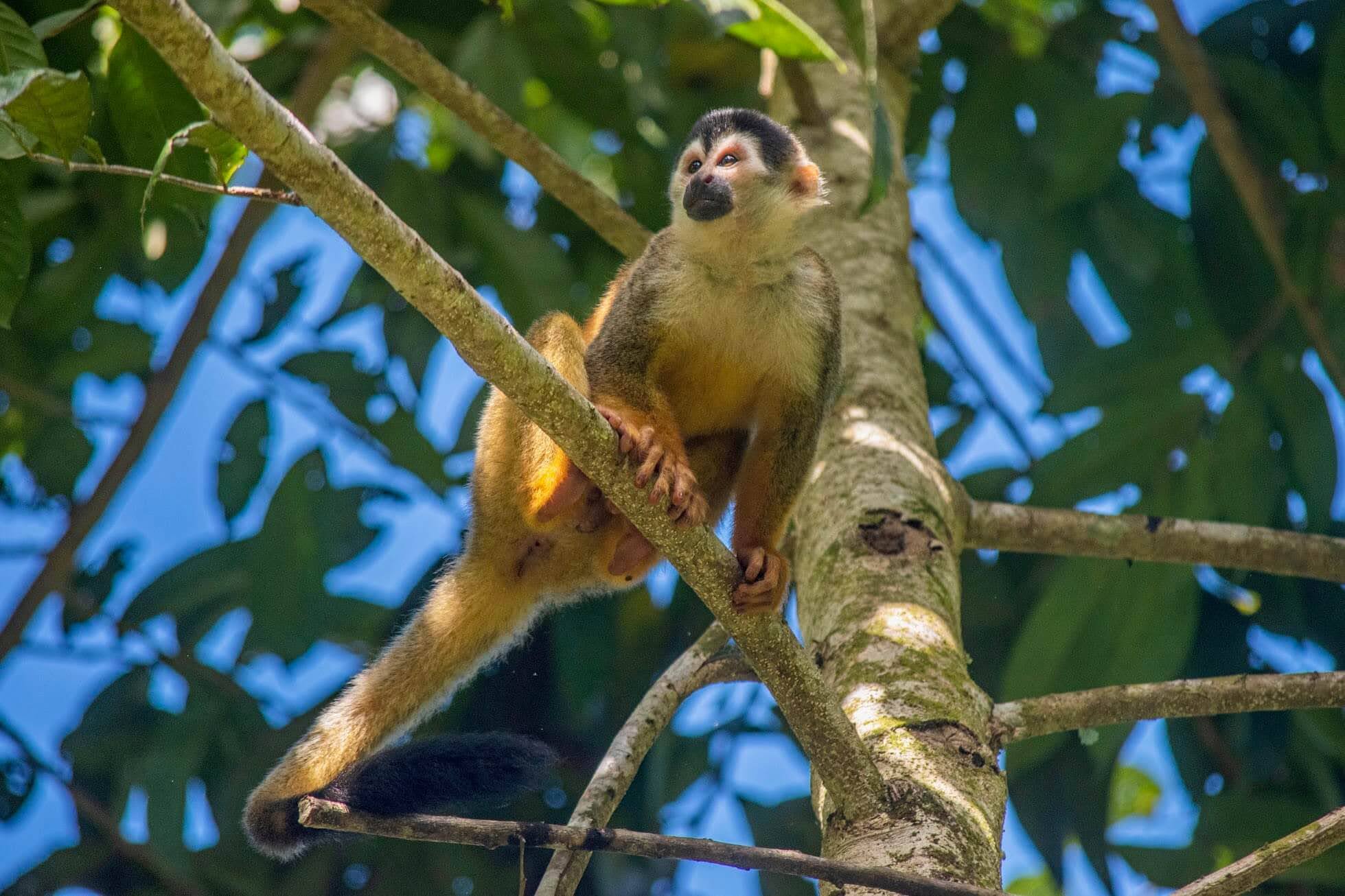 Hoe kom je in Corcovado?