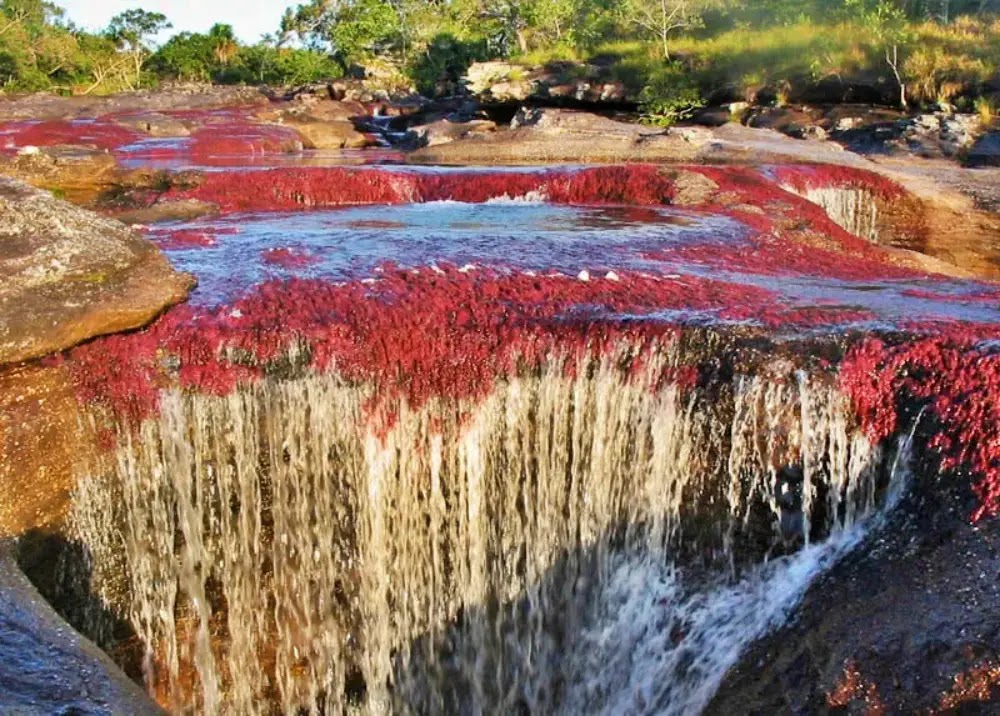 Caño Cristales: O Rio das Cinco Cores da Colômbia