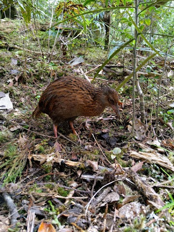 Ulva Island Cheeky Weka