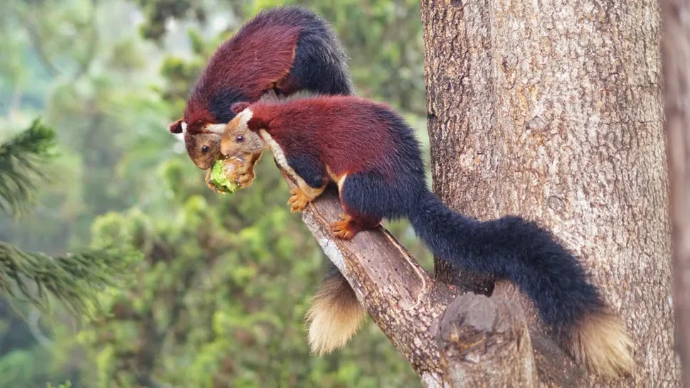 Dois esquilos-gigantes-indianos com pelagem colorida da espécie Ratufa indica, comendo uma fruta