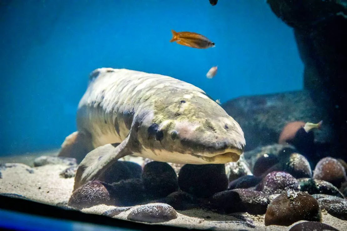 O longevo Matusalém: O mais antigo peixe de aquário em vida