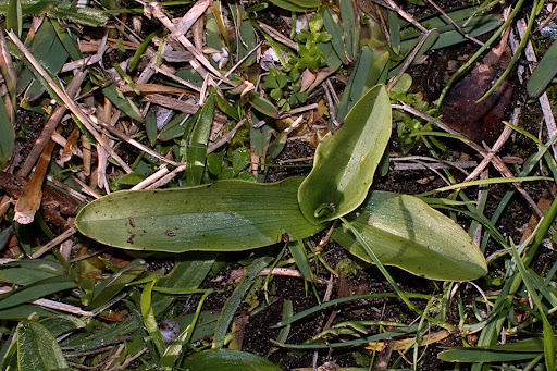 Ophrys apifera