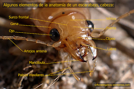 Nebria Eurynebria complanata