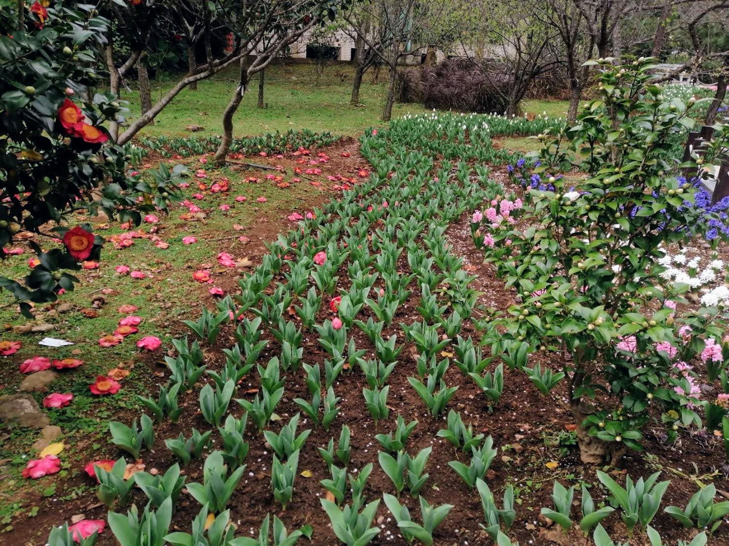 環保阿嬤巡禮***台北茶花展趣202401074