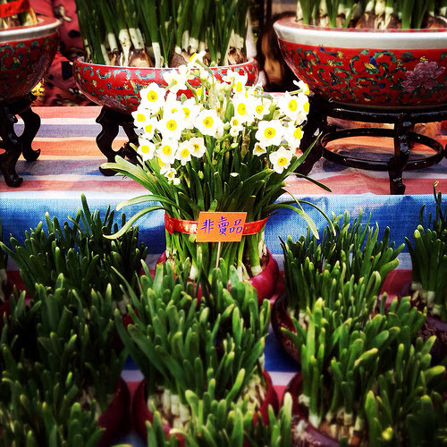 chinese new year, flower market, hong kong, victoria park, Five Fingered Eggplant, Narcissus, orchid, Peach Blossom, Peony, tangerine, 中國新年, 桃花, 桔, 水仙, 牡丹, 蘭花, 農曆新年, 花