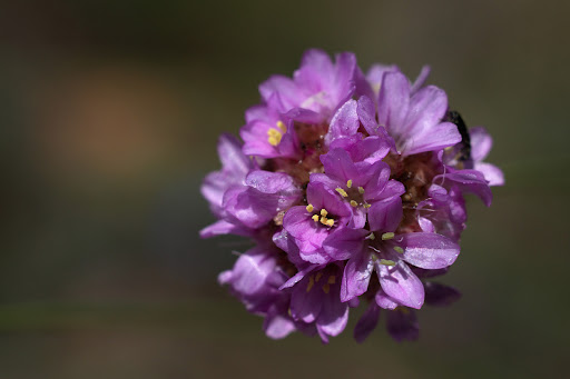 Armeria merinoi