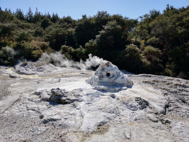 Waiotapu Thermal Wonderland Lady Knox Geyser