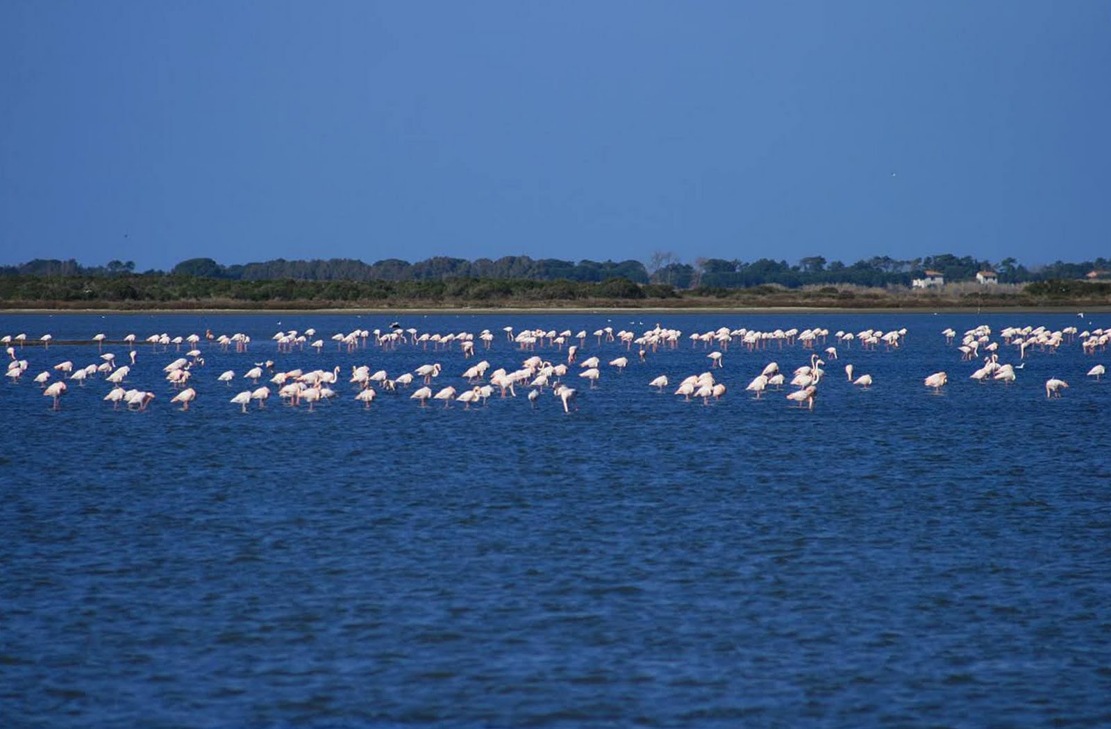 Orbetello, fenicotteri nella  laguna di Ponente