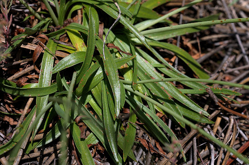 Armeria merinoi