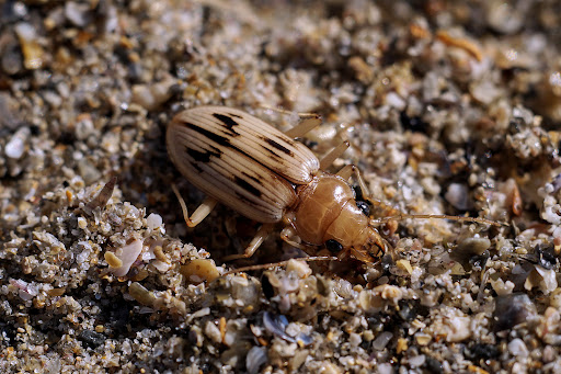 Nebria Eurynebria complanata