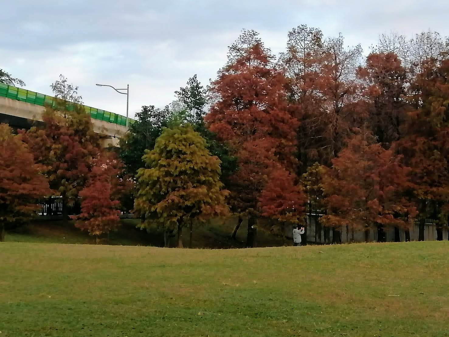 環保阿嬤傍晚大湖公園賞落羽松趣...2024-01-09