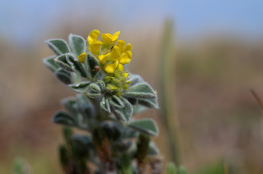 Medicago marina