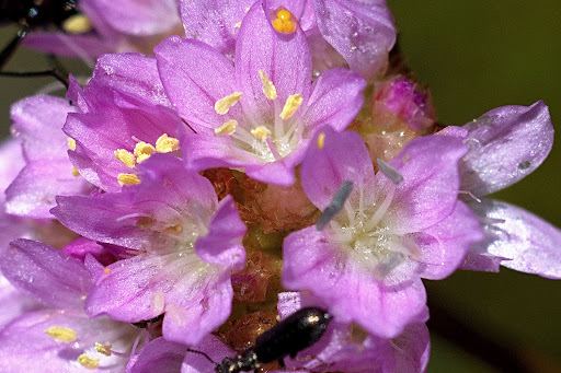 Armeria merinoi