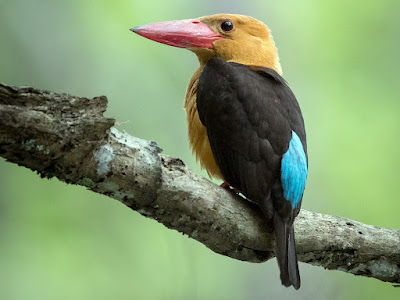 Spot Brown-winged Kingfisher