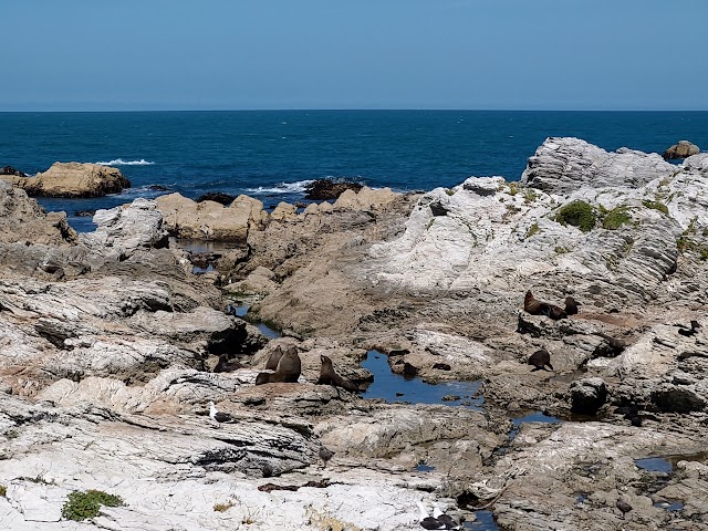 Kaikoura Seal Colony