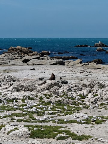 Kaikoura Seal Colony