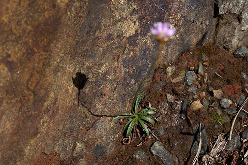 Armeria merinoi