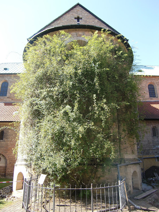 A rosa milenar da Catedral de Hildesheim