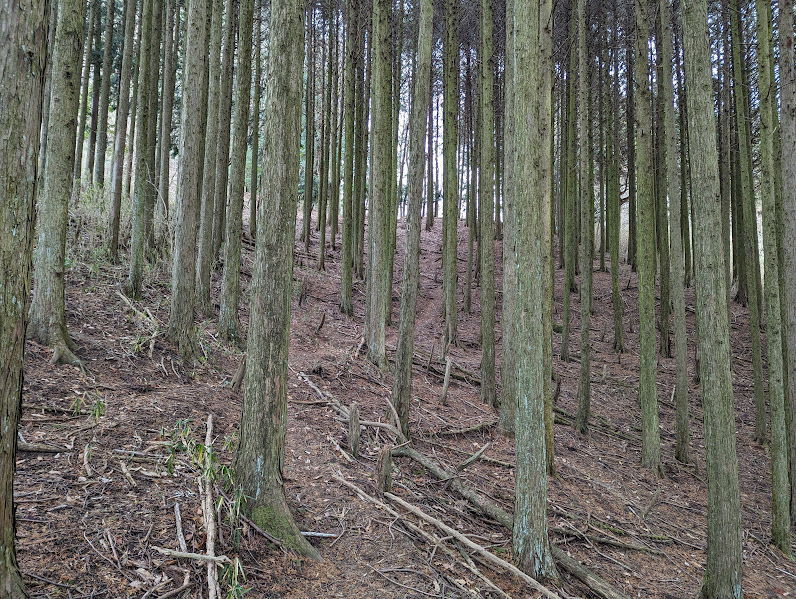 分岐を抜け山の中を登って行きます。