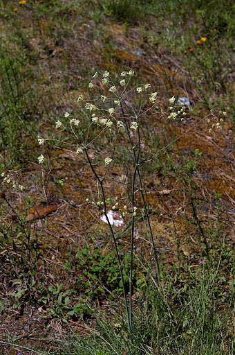 Margotia gummifera