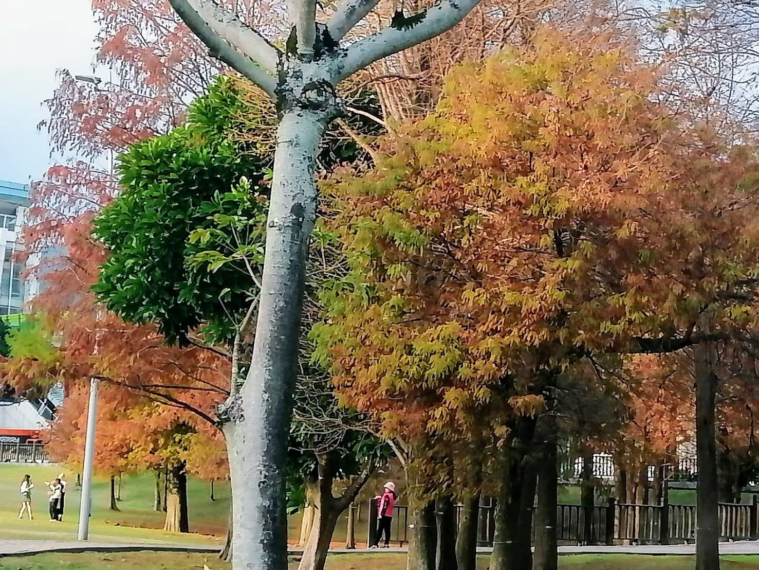 環保阿嬤傍晚大湖公園賞落羽松趣...2024-01-09