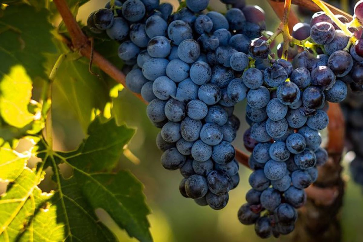 Sangiovese Grosso (Brunello), Brunello di Montalcino vineyards, Montalcino