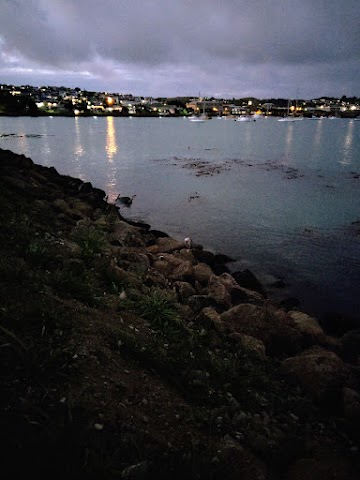 Oamaru Blue Penguin Spotting