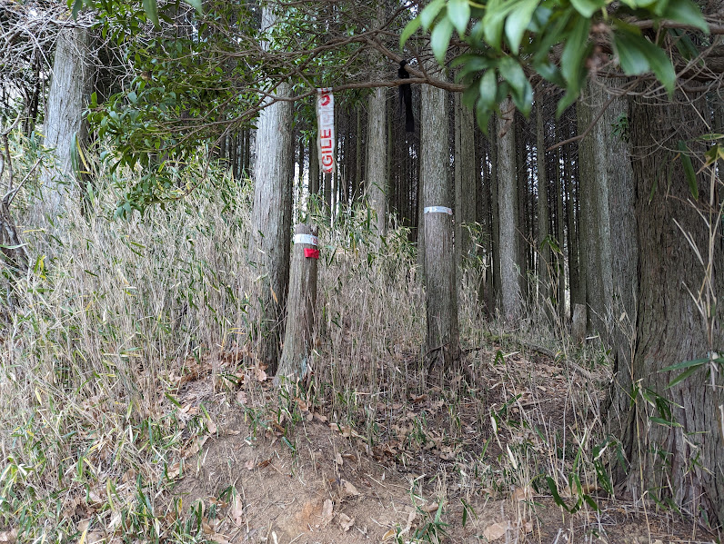 登山道を森へ入る分かりにくい分岐