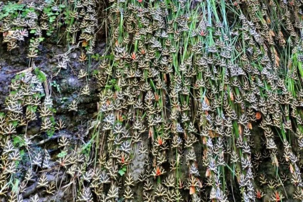 Petaloudes, o Vale das Borboletas na Grécia