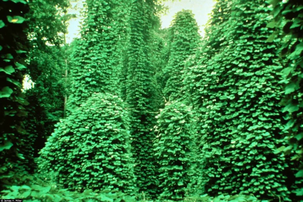 Kudzu, a praga verde que cobre tudo