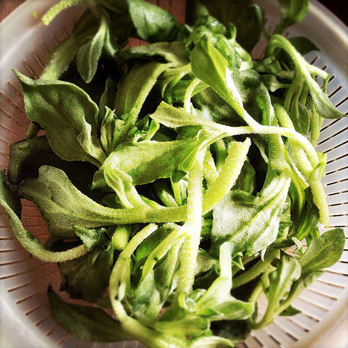 Crystalline Iceplant, iceplant, ice plant, Salad, chinese cold dish, Soy Sesame Dressing, chinese dressing,  冷拌, 水晶冰菜, chinese salad, recipe