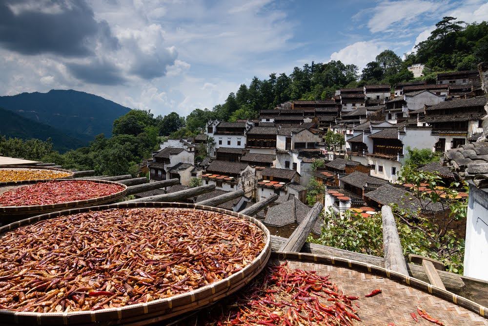 Shaiqiu: A secagem da colheita de outono em Huangling