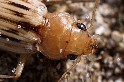 Nebria Eurynebria complanata