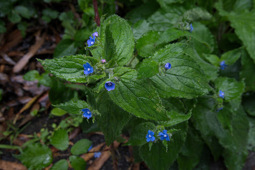 Pentaglottis sempervirens