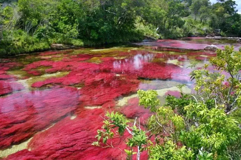 Caño Cristales: O Rio das Cinco Cores da Colômbia