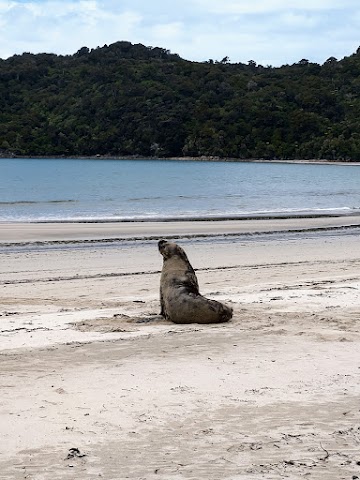 Rakiura Track Stewart Island Maori Beach Seal