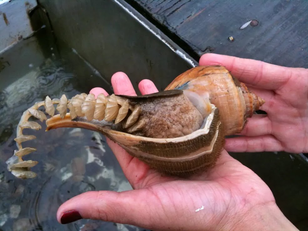 Colar de Sereia: A inusitada cápsula de ovos do búzio nodoso