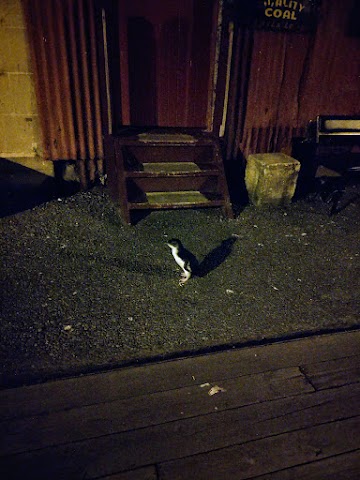 Oamaru Blue Penguin on the street