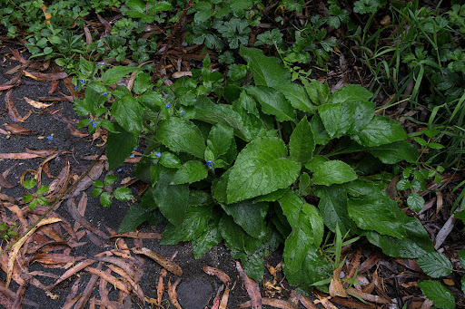 Pentaglottis sempervirens