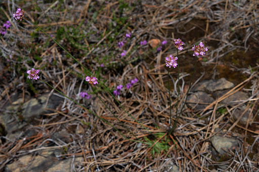 Armeria merinoi